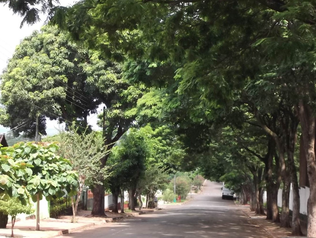 Rua arborizada com arvores de diferentes portes em cada lado
